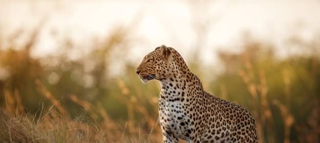 Cheetah