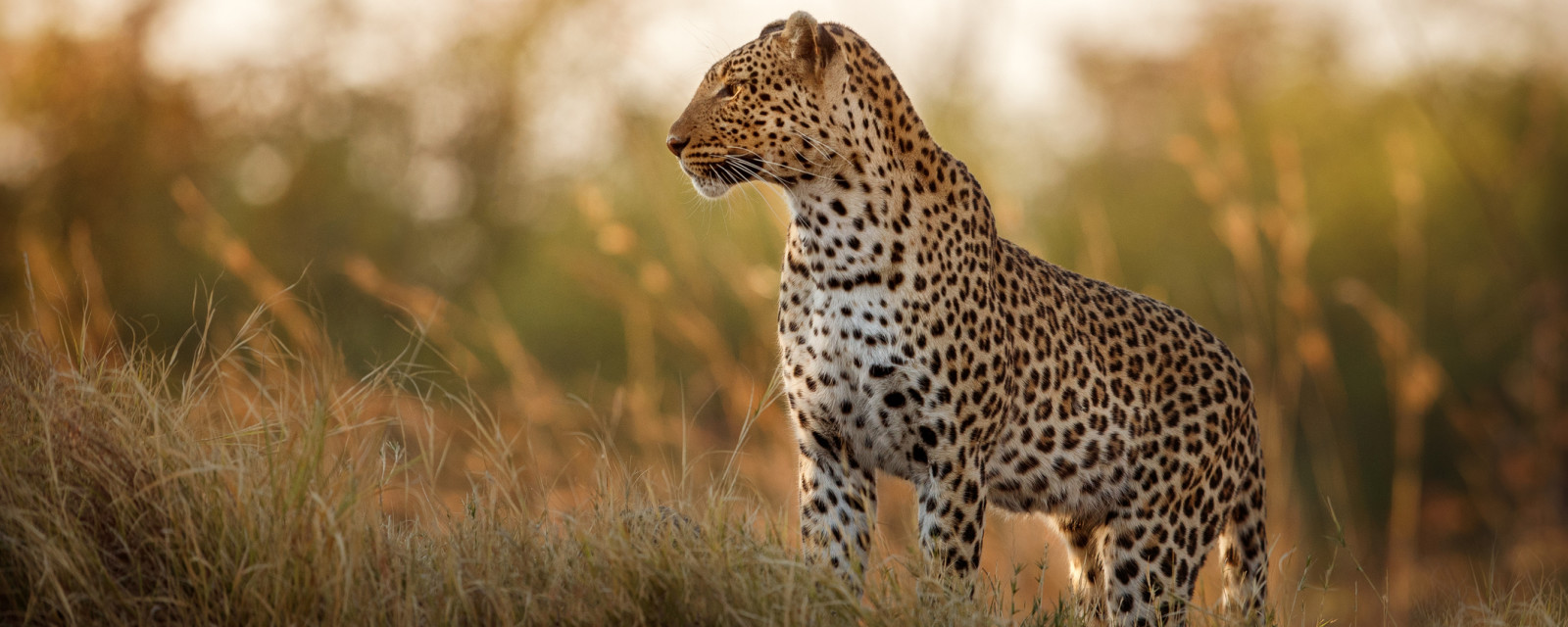Cheetah