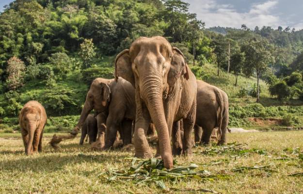 Elephant, Chiang Mai