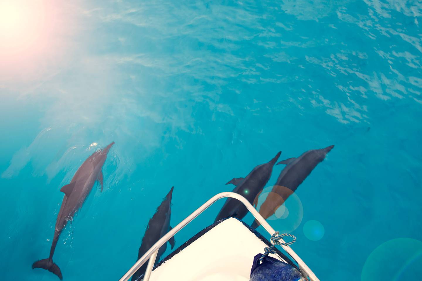 Maldives Dolphins