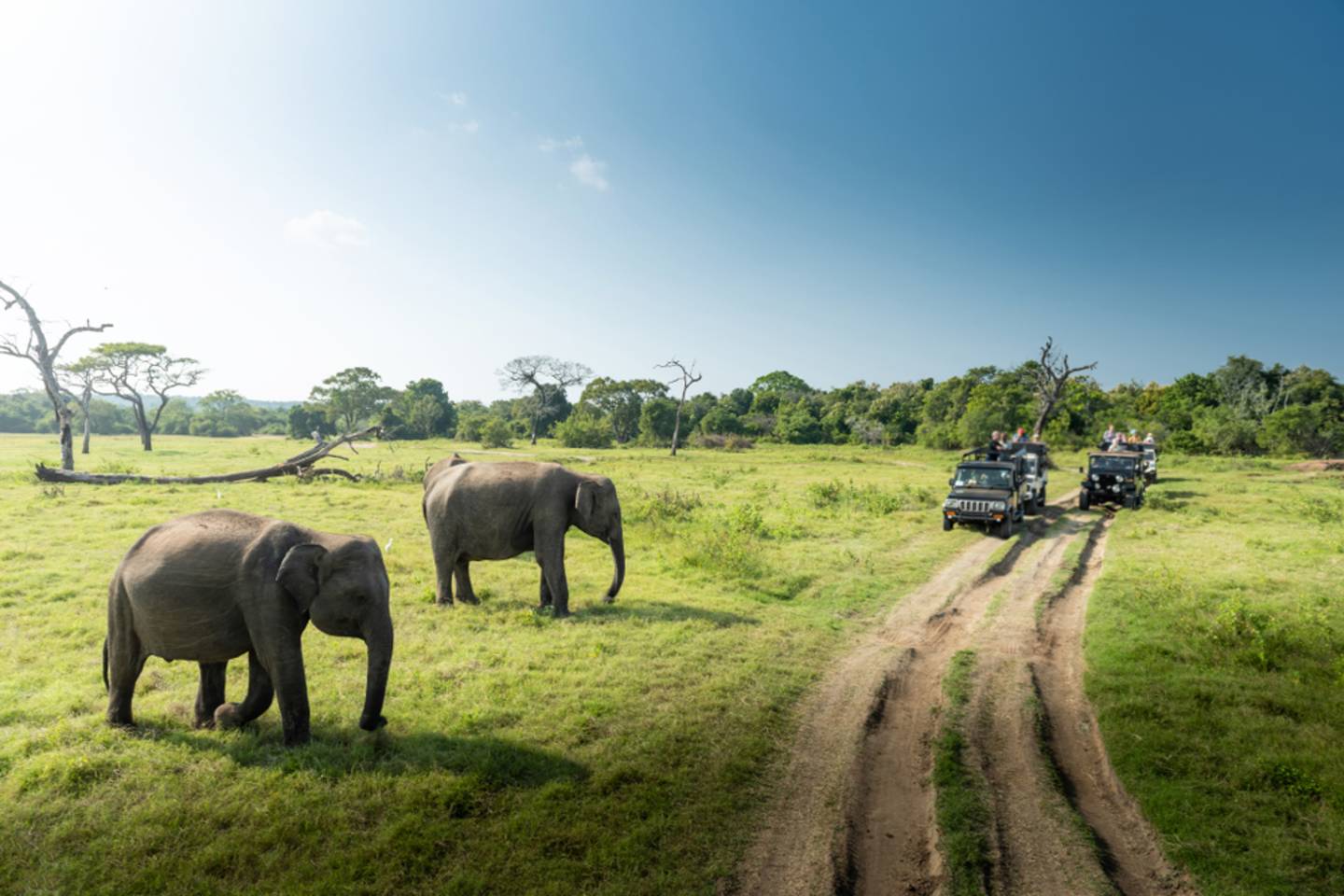 Yala National Park, Sri Lanka