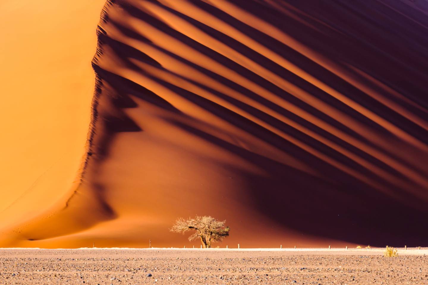 tree in front of massive sand dune