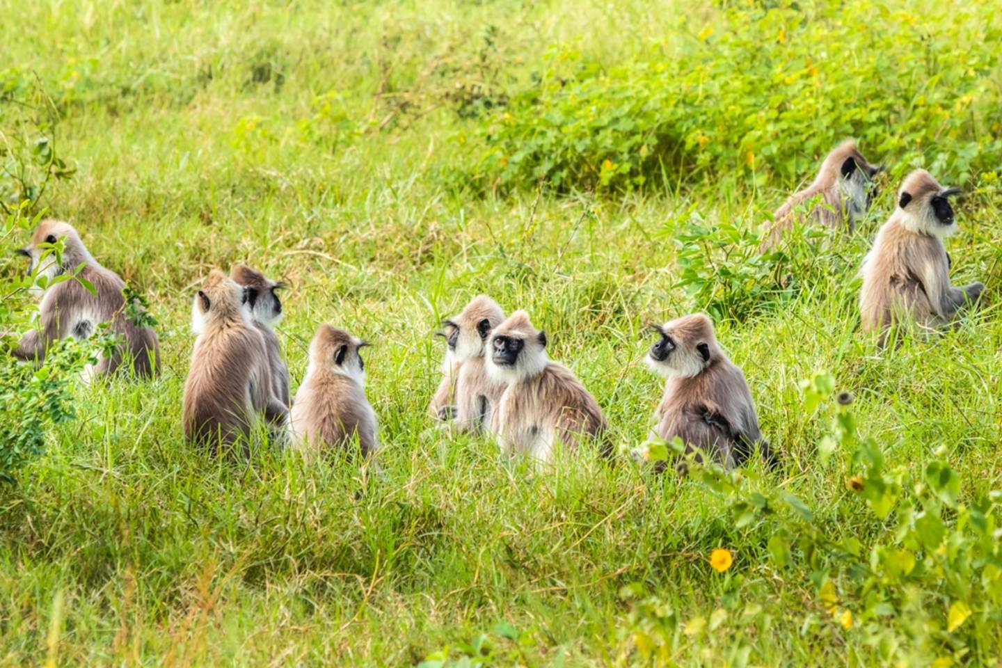 Yala National Park, Sri Lanka