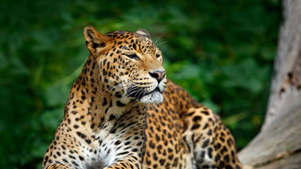 Yala National Park, Sri Lanka