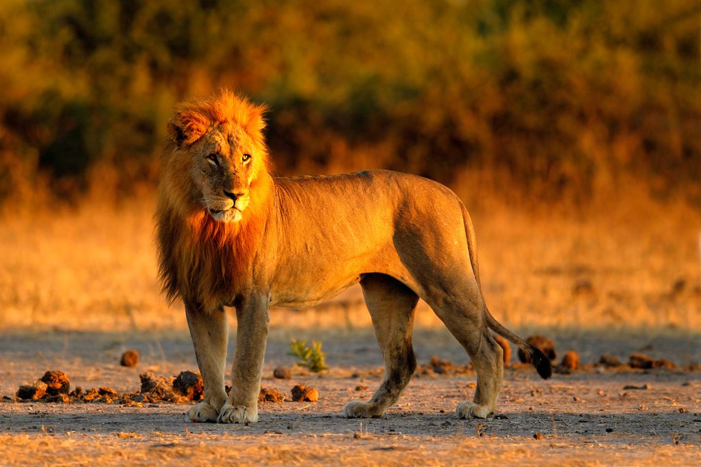 large male lion