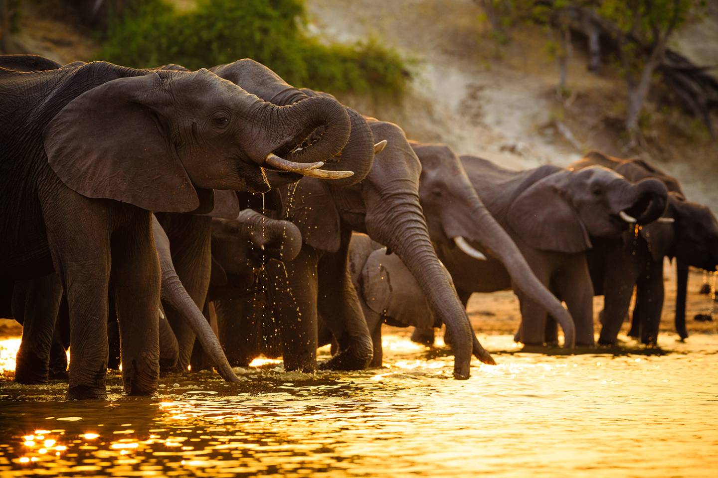 elephants drinking from water hole