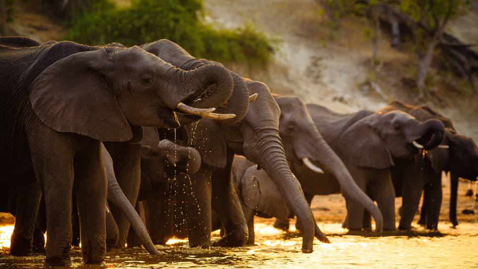 elephants drinking from water hole